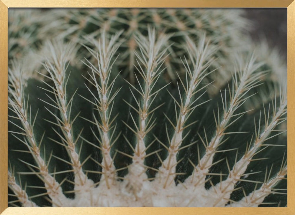 Cactus Poster
